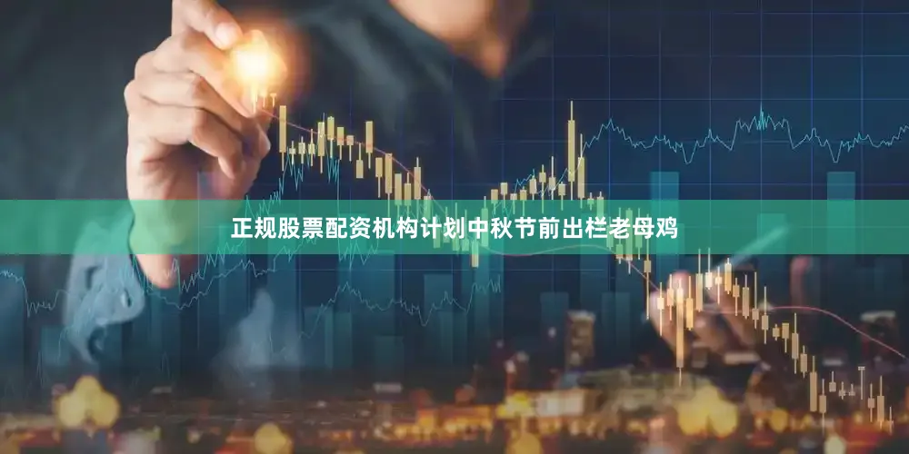 正规股票配资机构计划中秋节前出栏老母鸡